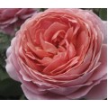 Garden Roses - Romantic Antike